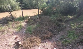 Defrișări la Podul Porțelanului. Sălciile din jur, puse la pământ