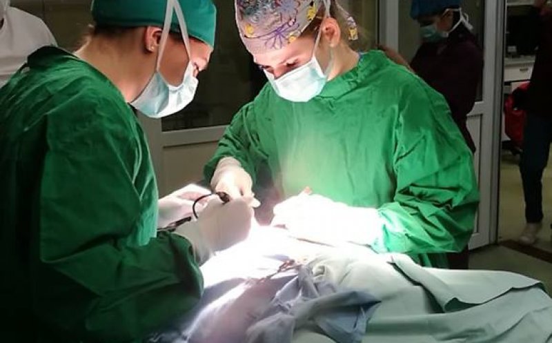 Campanie de sterilizare pentru câinii și pisicile fără stăpân, la Cluj