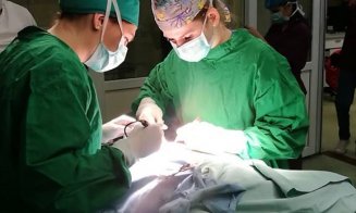 Campanie de sterilizare pentru câinii și pisicile fără stăpân, la Cluj