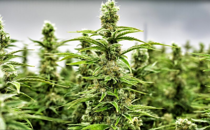 Canabisul, la un pas de a fi legalizat în România. Afecțiunile pentru care vor fi eliberate tratamente