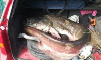 Somn gigant pescuit din Someș. Galerie foto şi video