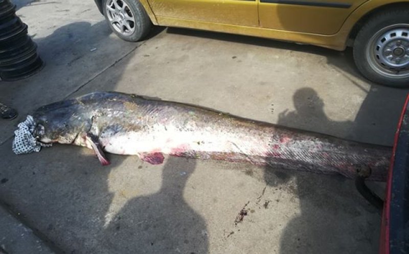 Somn gigant pescuit din Someș. Galerie foto şi video