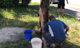 Somn gigant pescuit din Someș. Galerie foto şi video