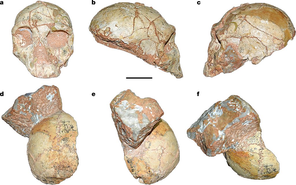 Fosile ale celui mai vechi Homo sapiens non-african, identificate în Europa