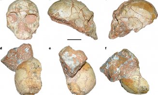 Fosile ale celui mai vechi Homo sapiens non-african, identificate în Europa