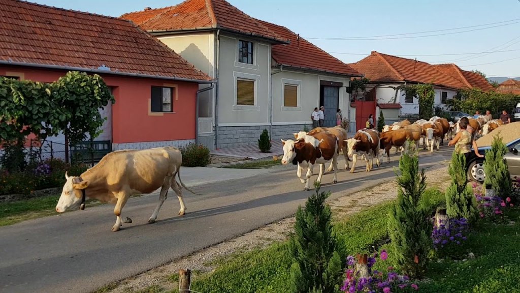 Olandezii de la Friesland se implică în fermele din Ardeal