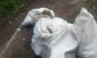 S-a mutat lângă o pădure din Cluj pentru liniște și natură, dar are parte de rampe clandestine de gunoi. E cetățean străin