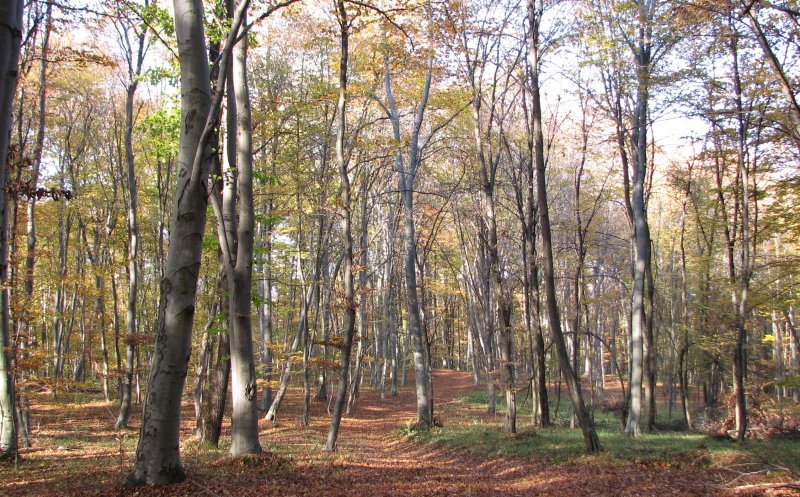 Clujenii, chemaţi să cureţe pădurea Făget