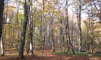 Clujenii, chemaţi să cureţe pădurea Făget