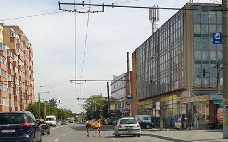 Marea adunare a cabalinelor de la Cluj