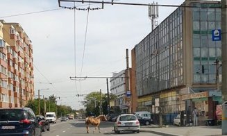 Marea adunare a cabalinelor de la Cluj