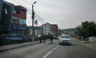 Marea adunare a cabalinelor de la Cluj