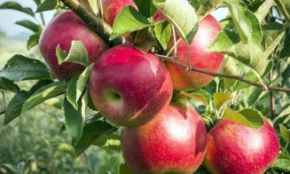Dieta cu mere. Cum să slabești până la 6 kilograme în 5 zile