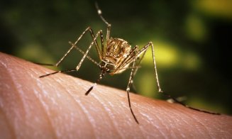 Ce au descoperit cercetătorii despre țânțarii din Cluj și pericolele înțepăturilor acestora