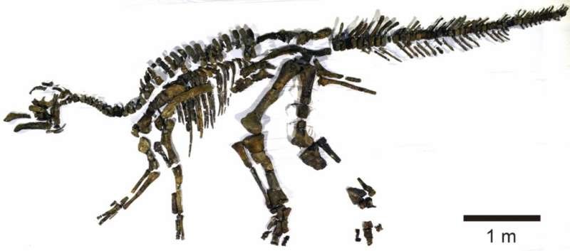 A fost identificată o nouă specie de dinozaur