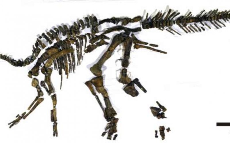 A fost identificată o nouă specie de dinozaur