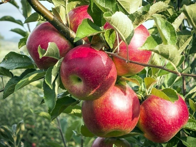 Un măr pe zi creşte imunitatea, reduce colesterolul şi ne apără de boli
