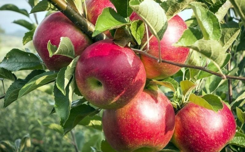 Un măr pe zi creşte imunitatea, reduce colesterolul şi ne apără de boli