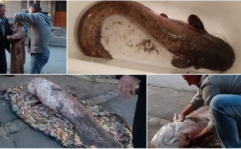 Un pescar din Ardeal a prins un "monstru" de 40 de kilograme