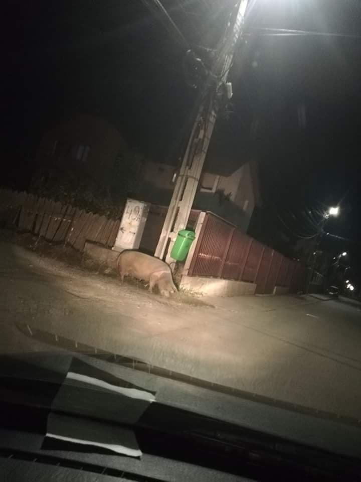 Porci mistreți peste drum de mall-ul din Florești