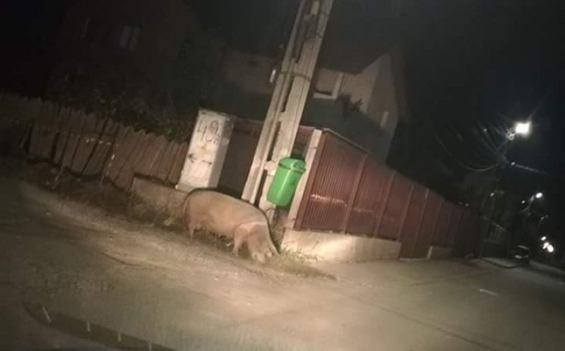 Porci mistreți peste drum de mall-ul din Florești