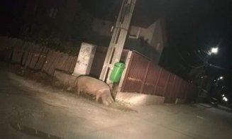 Porci mistreți peste drum de mall-ul din Florești