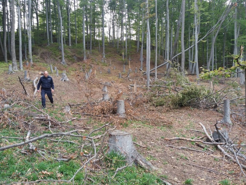 Silvicultorii: așa nu se mai poate! Pădurar din Cluj, atacat cu cuțitul