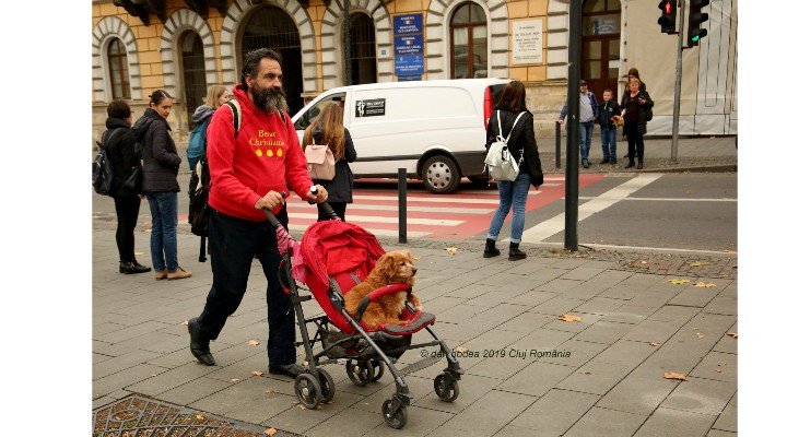 Povestea cățelului din Cluj plimbat în cărucior
