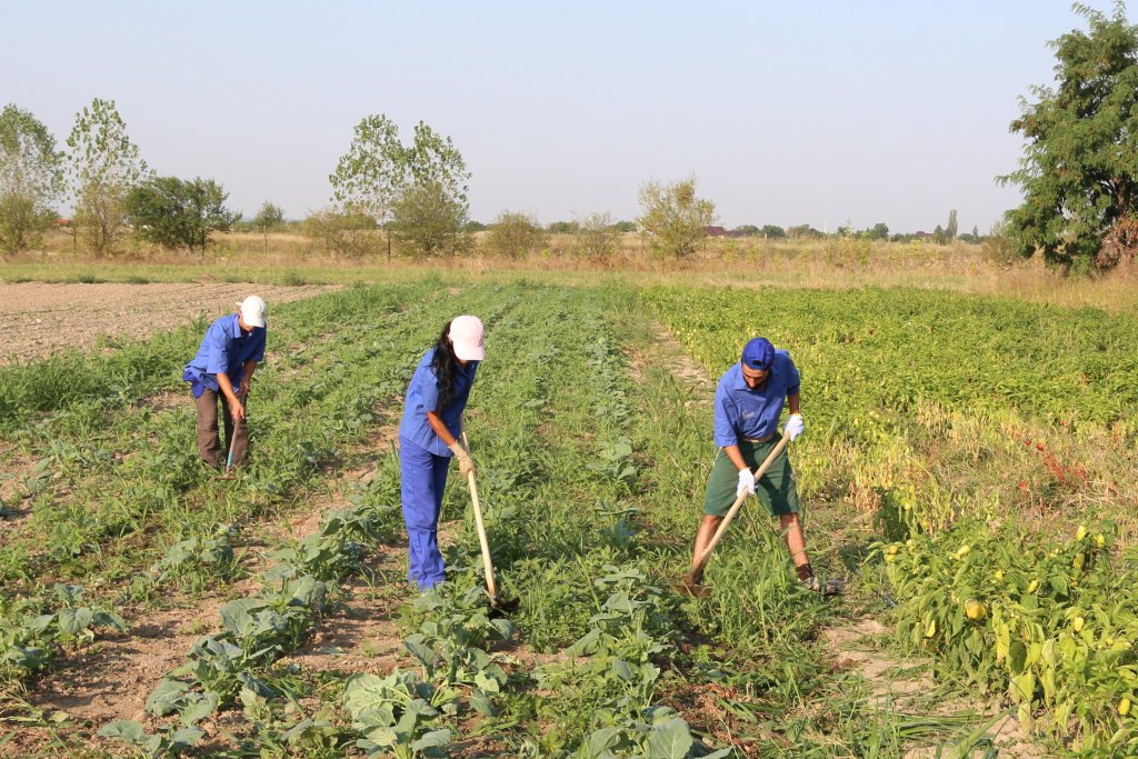 Europa și statul plătesc agricultorii din Cluj cu 30 de milioane de euro