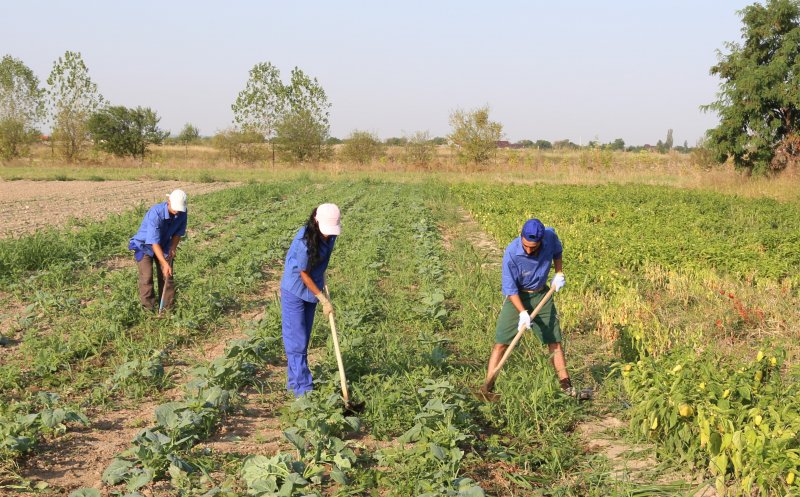 Europa și statul plătesc agricultorii din Cluj cu 30 de milioane de euro