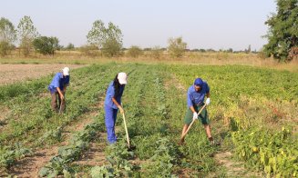 Europa și statul plătesc agricultorii din Cluj cu 30 de milioane de euro