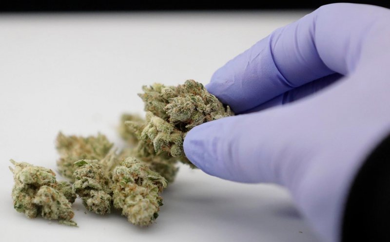 Legalizarea canabisului în scop medicinal, adoptată tacit de Senat