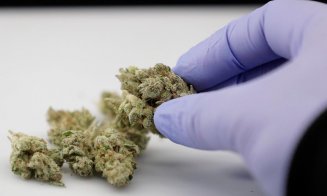 Legalizarea canabisului în scop medicinal, adoptată tacit de Senat