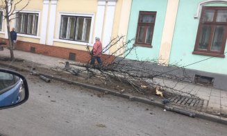 Aproape de o tragedie, pe Moților. Copaci puși la pământ de o remorcă, la doi pași de stația de autobuz