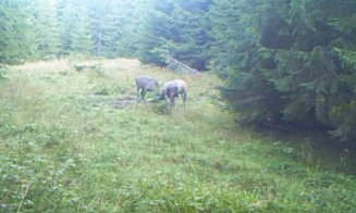 Imagini spectaculoase! Cum se luptă pentru putere în Apuseni