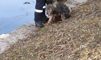 Câine salvat de pompieri din apele Someșului