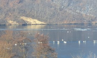 Lebedele au invadat zona Gilău - Tarnița