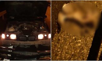 Accident pe Autostrada Transilvania, după ce un iepure a sărit în faţa unui BMW. Lipsea gardul de protecție