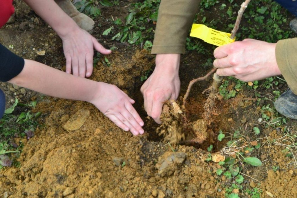 Provocare inedită la Cluj: pentru fiecare 10 din sesiune, o facultate va planta câte un copac