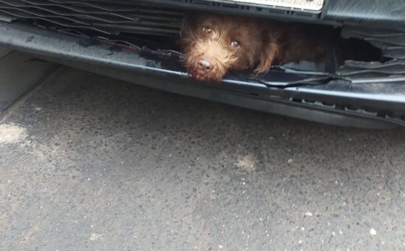 A fost victima unei traversări neregulamentare