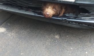 A fost victima unei traversări neregulamentare