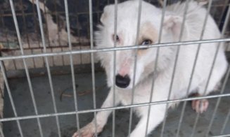 Caz revoltător la Cluj! Bărbat prins că își viola cățelușa