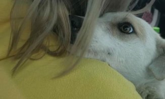 Cățelușa abuzată de bărbatul din Luna a fost salvată! Lisa are un nou cămin
