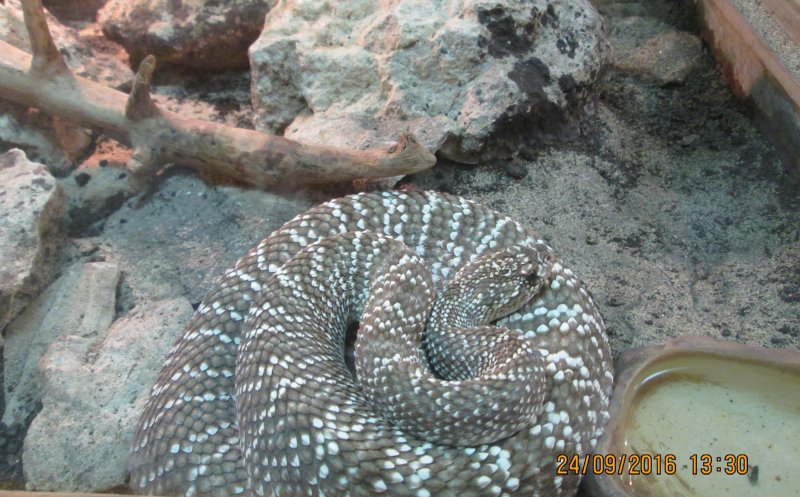 Reptile din Vivariul Universitații Babeș-Bolyai, furate de un bărbat din Florești