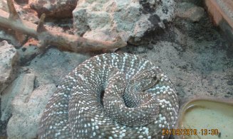Reptile din Vivariul Universitații Babeș-Bolyai, furate de un bărbat din Florești