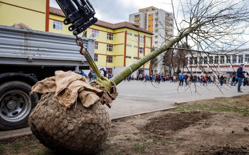 Continuă plantările de arbori cu balot la şcolile din Cluj