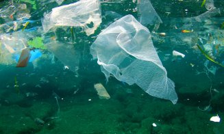 Studiu: câte grame de plastic ajung săptămânal în organismul uman