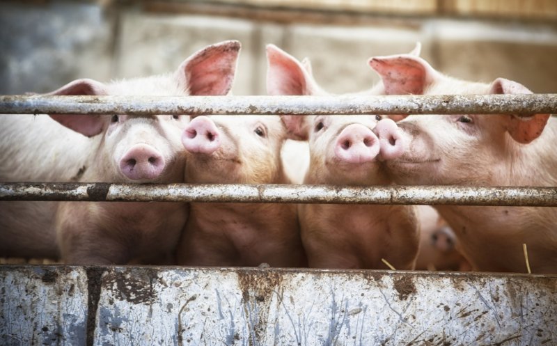Adrian Oros: Doar 35% din consumul de carne de porc al românilor este asigurat de producţia autohtonă