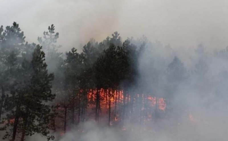 Incendiul din Făget | Pompierii le mulțumesc clujenilor care s-au implicat.  De la ce a pornit focul