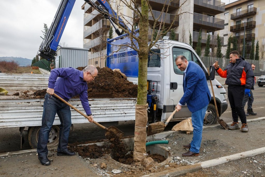 S-au mutat copacii plantați în mijlocul trotuarului pe Bună Ziua. Boc: A fost o greșeală a proiectanților